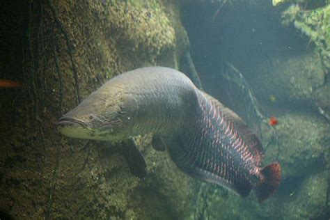 grandes peces habitan los rios de la selva amazonica ...