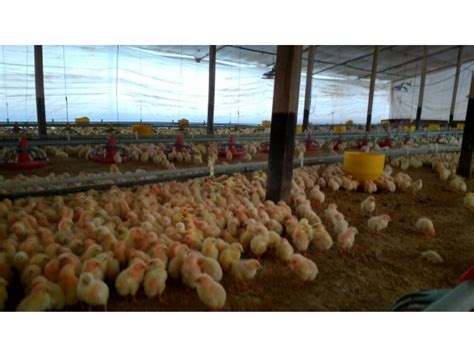 Granja Avícola, Habilitada, Capacidad 90.000 Pollos | Agrofy