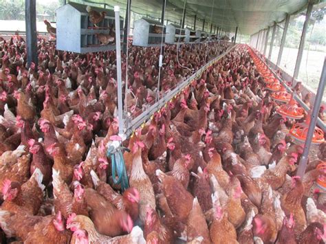 Granjas avícolas deben certificarse como bioseguras de inmediato: ICA ...