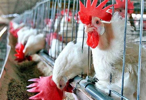 Granjas avícolas generan contaminación y despojos de tierras en Cedral ...