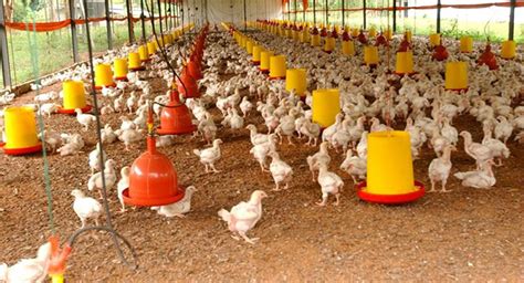 Granjas avícolas que no estén certificadas en bioseguridad, no podrán ...