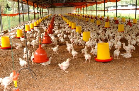 Granjas de gallinas ponedoras en Guatemala – Venta de ...