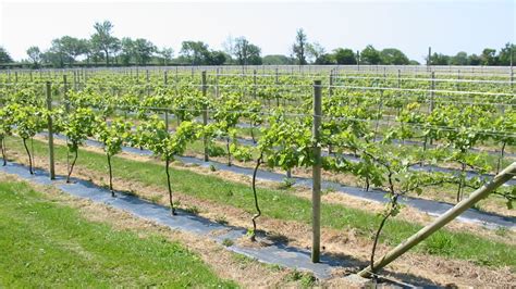 Grape Vine Trellis Ideas   Outdoor Decorations : Build a Grape Vine ...