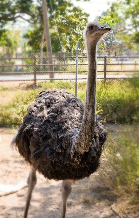 Gray ostrich is walking in the zoo | Stock image | Colourbox