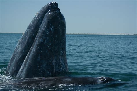 Gray whale   Wikipedia