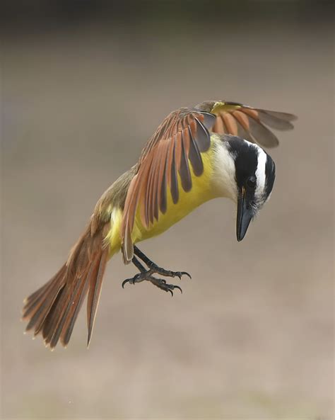 Great Kiskadee  Pitangus sulphuratus  | Pássaros, Aves, Animais