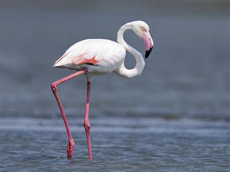 Greater Flamingo | Wild Kratts Wiki | Fandom