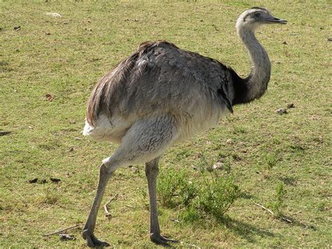 Greater Rhea or American ostrich / Ñandú o Avestruz ...