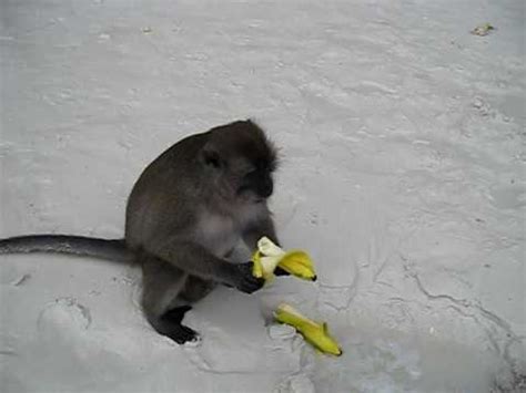 Greedy monkey eating bananas   YouTube