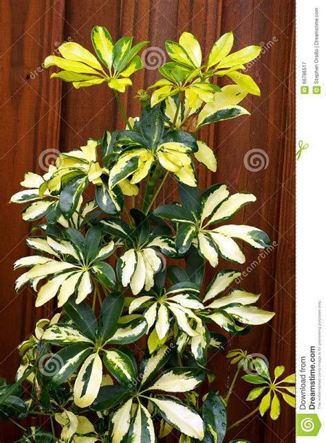 Green And Yellow Umbrella Plant Stock Image   Image of ...