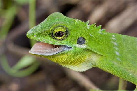 Green crested lizard, Bronchocela cristatella    Macro in photography ...