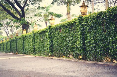 Green fence and hedge ~ Architecture Photos ~ Creative Market