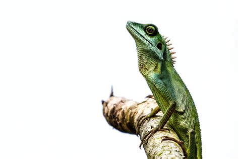 Green iguana on branch of tree, green crested lizard HD wallpaper ...
