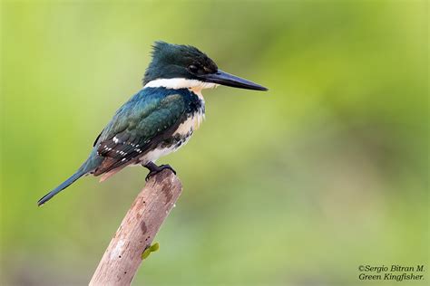 Green Kingfisher. Martin Pescador Verde,  Chloroceryle ame ...