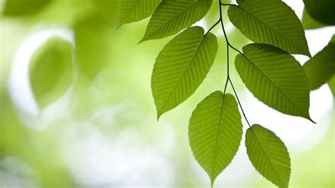 Green Leaves 1600x900 Wallpapers, 1600x900 Wallpapers ...