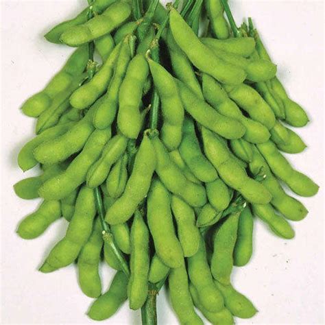 Green Soyabean at Rs 65 /kilogram | Hiranmoypur | South 24 ...