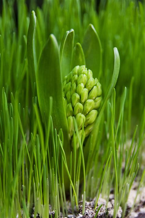 Green spring | Verde claro, Gama de verdes y Verde