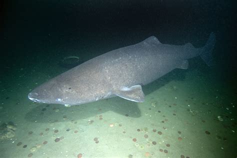 Greenland Shark | Deadliest Beasts Wiki | Fandom powered ...