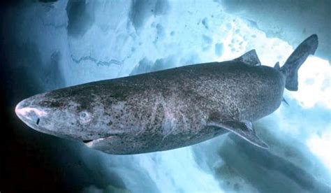 Greenland Shark –  OCEAN TREASURES  Memorial Library