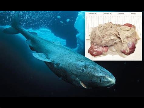 Greenland sharks can develop parasites on their eyes   YouTube