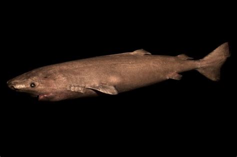 Greenland sharks may live 400 years, scientists say ...