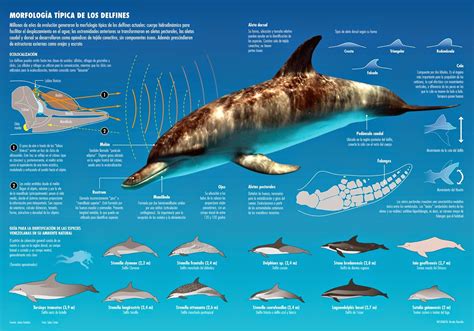 Greenwichdiving: Delfines en el Mediterráneo