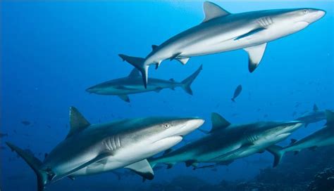 Grey Reef Shark | Animal Wildlife