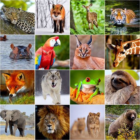 Grid of pictures to memorize   animals | Animals, Free preschool ...