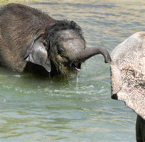 Große Betroffenheit: Baby Elefant im Leipziger Zoo gestorben   WELT