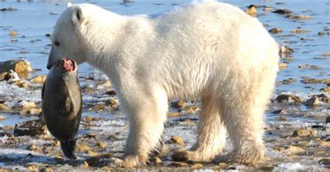 Groenlandia: Los osos polares comen focas contaminadas ...