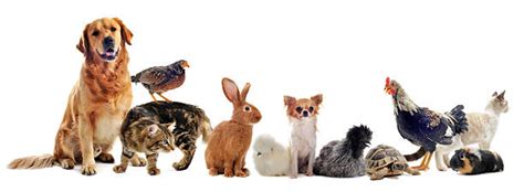 Group Of Animals Pictures, Images and Stock Photos   iStock