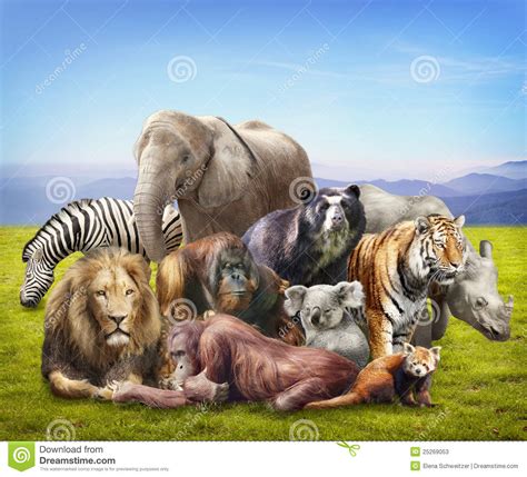 Group of animals stock image. Image of mammals, panda ...