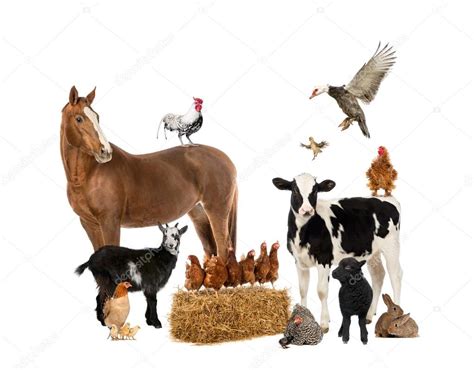 Group of farm animals — Stock Photo  lifeonwhite #53297569