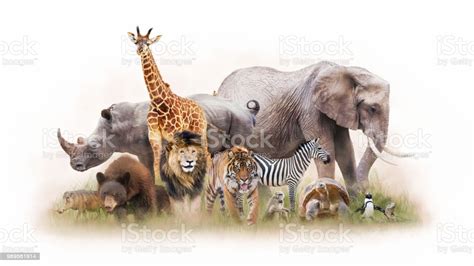Group Of Zoo Animals Together Isolated Stock Photo ...