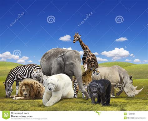 Groupe d animaux sauvages photo stock. Image du collage ...