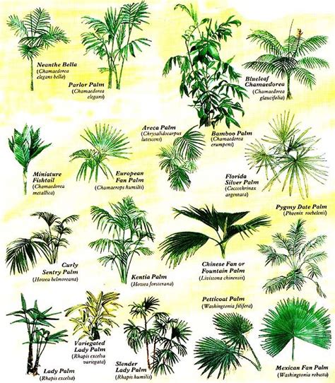 Grow Tropical Palms at Home   Organic Gardening | Palm ...