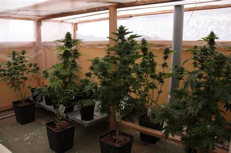 Growing Cannabis in the Winter   Growbarato Blog