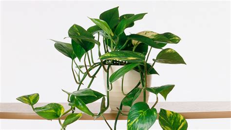 Growing Indoor Plants | Southern Living   YouTube