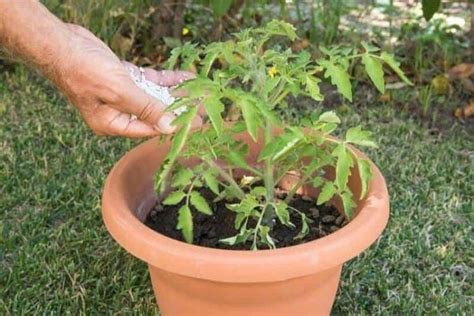 Growing Tomatoes In Pots: Planting, Care, And Fertilizing Container ...