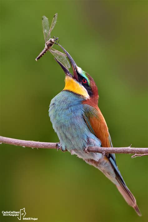 Gruccione European Bee eater  Merops apiaster  photo ...