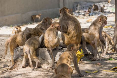 Grupo de monos realizó robo de muestras de coronavirus ...
