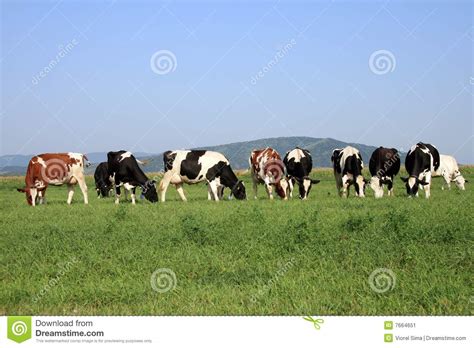 Grupo de vacas que pastan imagen de archivo. Imagen de ...