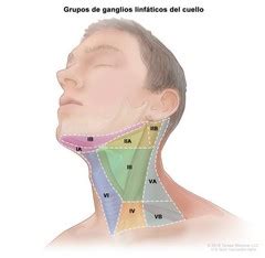 Grupos de Ganglios Linfáticos del Cuello  Lymph Node ...