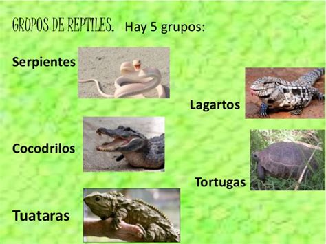 Grupos de reptiles   Imagui