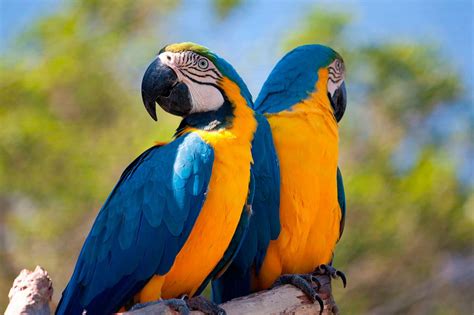 Guacamaya ara ararauna: Todo lo que debes saber de estas aves.