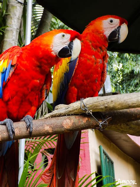 #Guacamayas | Animals, Bird, Parrot