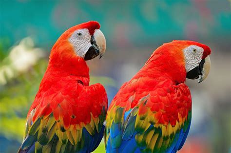 Guacamayo macao | Aves Exóticas
