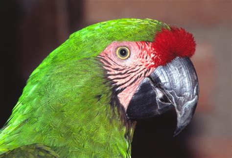 Guacamayo militar | Aves Exóticas