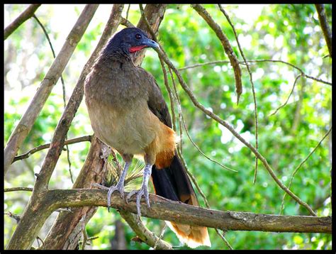 Guacharaca Ortalis ruficauda  | Es un ave nativa de la porci… | Flickr ...