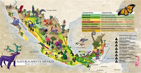Guadalupe de Jesús Rodríguez Cervantes: Mamíferos Mexicanos en peligro ...